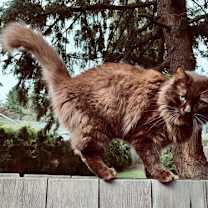 Thumbnail photo of GIRLFRIEND & TACO - Offered by Owner - Bonded #4