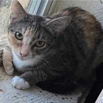 Thumbnail photo of Astra #1