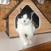 Thumbnail photo of Cane #1