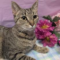 Thumbnail photo of Violet Beauregard #3