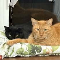 Thumbnail photo of Pantera #3