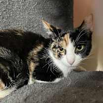 Thumbnail photo of Twyla #2