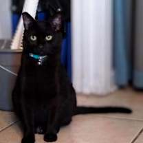 Thumbnail photo of Sensitive Kitty Buttercup #1