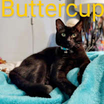 Thumbnail photo of Sensitive Kitty Buttercup #2