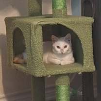 Thumbnail photo of Turkish Van #3