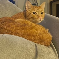 Thumbnail photo of Puff #2