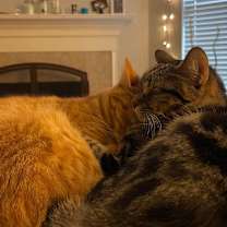 Thumbnail photo of Puff #3