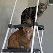 Thumbnail photo of Puff #4