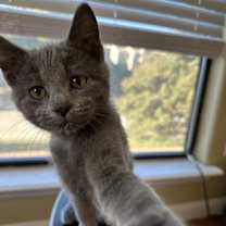 Thumbnail photo of Sasha #1