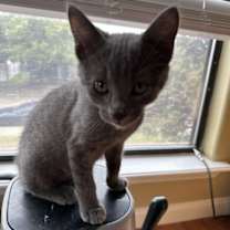 Thumbnail photo of Sasha #2