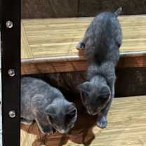 Thumbnail photo of Sasha #3