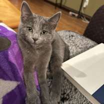 Thumbnail photo of Nikita #1