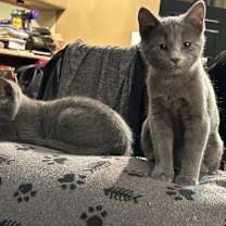 Thumbnail photo of Nikita #3