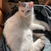 Thumbnail photo of Monkey #1