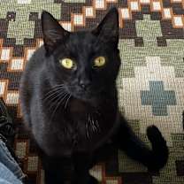 Thumbnail photo of Missy #1