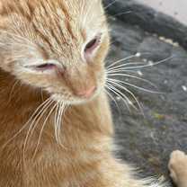 Thumbnail photo of Cheese #3