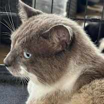 Thumbnail photo of Romeo #1