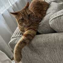Thumbnail photo of Finn #1