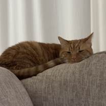 Thumbnail photo of Finn #2