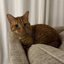 Thumbnail photo of Finn #3