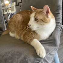 Thumbnail photo of Chico #1