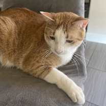 Thumbnail photo of Chico #2