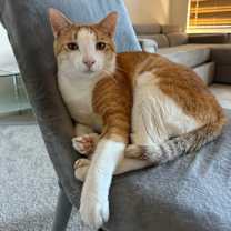 Thumbnail photo of Chico #4