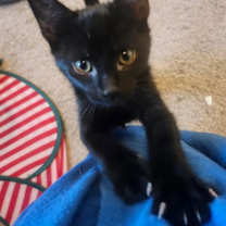 Thumbnail photo of Shepherds Pi #1