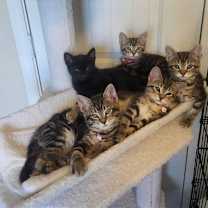 Thumbnail photo of Shepherds Pi #2