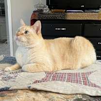 Thumbnail photo of Ember #1