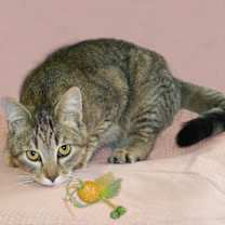 Thumbnail photo of Flory #1