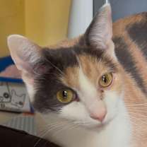 Thumbnail photo of Nami #2