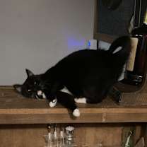 Thumbnail photo of Squeaker #2