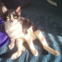 Thumbnail photo of Potato Salad #2