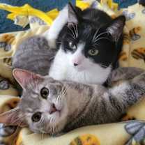 Thumbnail photo of Potato Salad #3