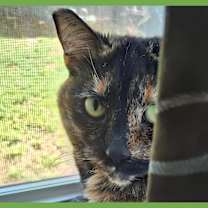 Thumbnail photo of Indy #1