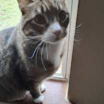 Thumbnail photo of Onyx #2