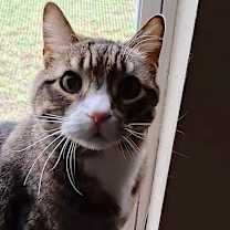 Thumbnail photo of Onyx #4