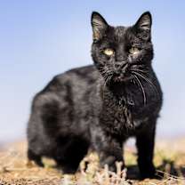 Thumbnail photo of Sirius #1