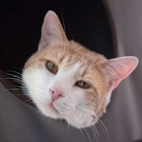 Thumbnail photo of Leo Decatmeow #1