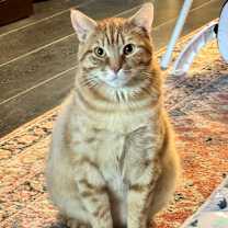 Thumbnail photo of Thomas O'Malley #1