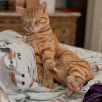 Thumbnail photo of Thomas O'Malley #2