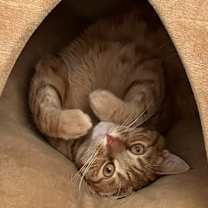 Thumbnail photo of Thomas O'Malley #3