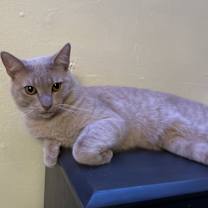 Thumbnail photo of Waffle #1