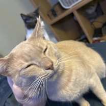 Thumbnail photo of Waffle #2