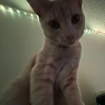 Thumbnail photo of Waffle #3