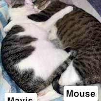Thumbnail photo of Mavis #2