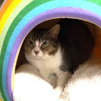 Thumbnail photo of Eevee #4