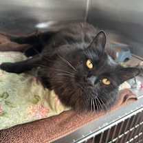 Thumbnail photo of RAVEN #3