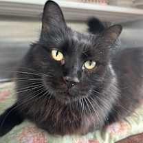 Thumbnail photo of RAVEN #2